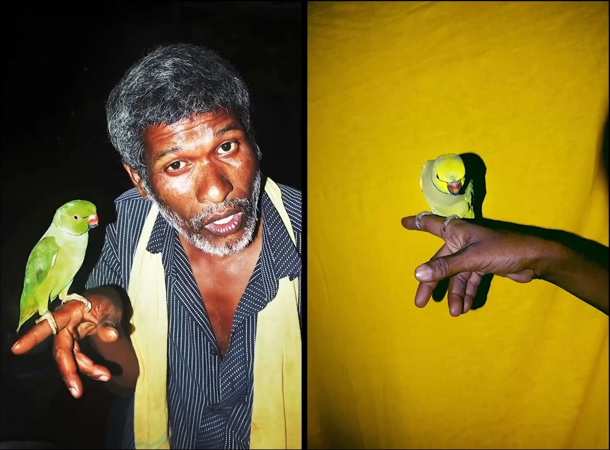 A man holding a bird against a yellow background.