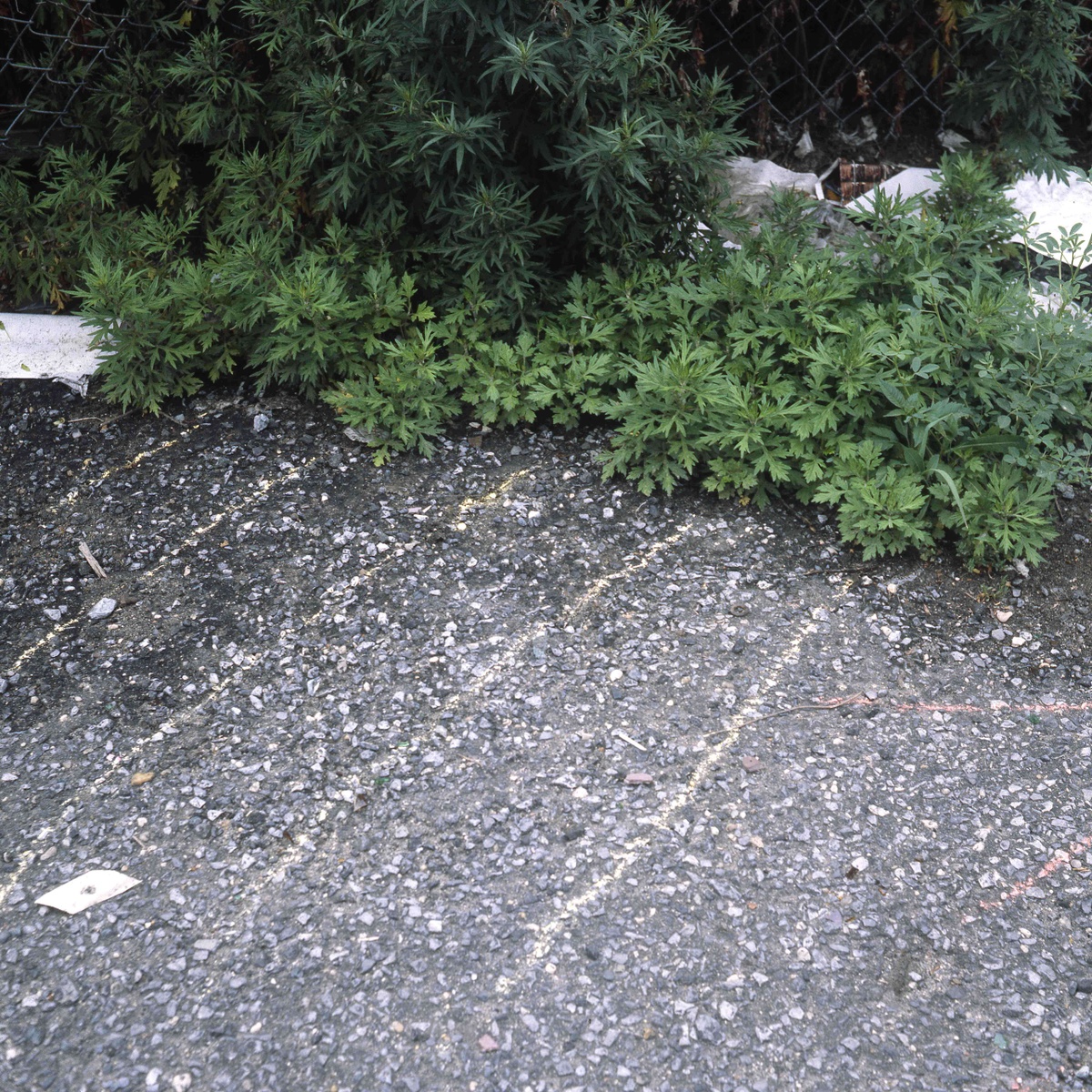 Offwhite chalk lines drawn on top of rocky asphalt lead to a large patch of thriving green plants. The plants are growing through a fence around city trash.