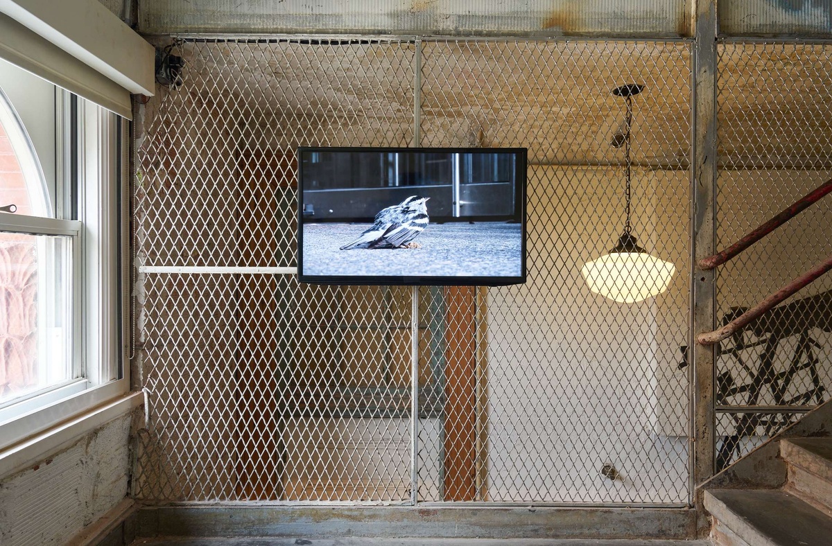 An indoor fence with a monitor of a small bird on the ground in a urban looking environment mounted on it. The fence is in a stairwell.