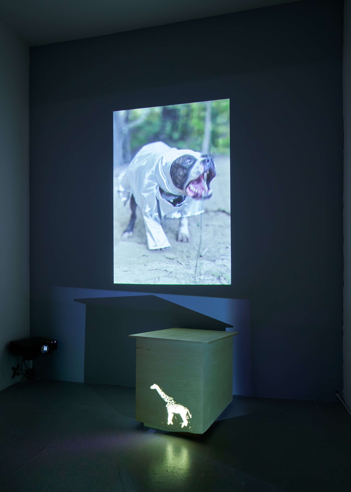 Videos of a dog and a giraffe are projected on different surfaces.