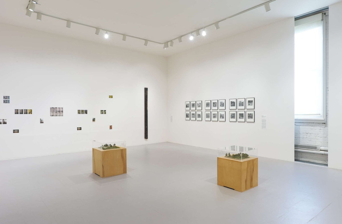 A brightly lit gallery space with wooden display boxes of green forest dioramas. Behind the dioramas, images are scattered on a wall.