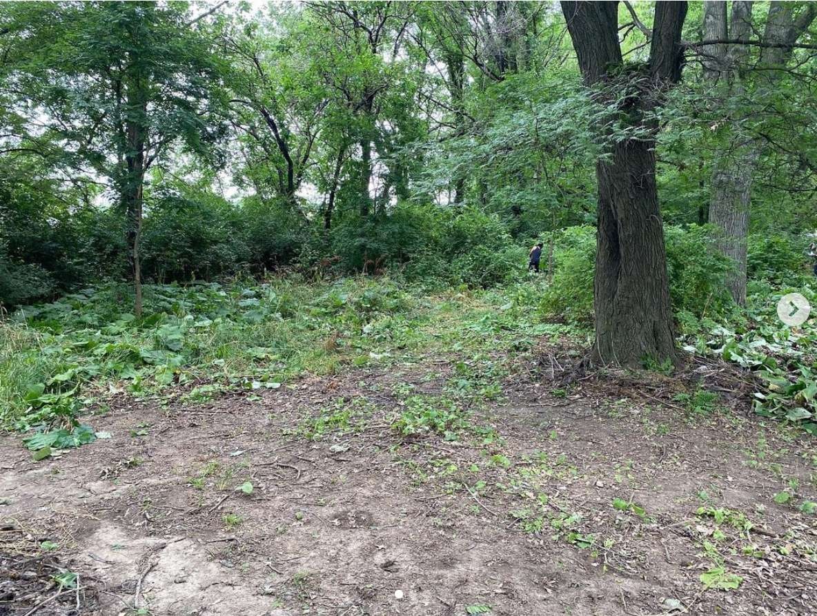 a lush green space with trees, leaves and dirt.